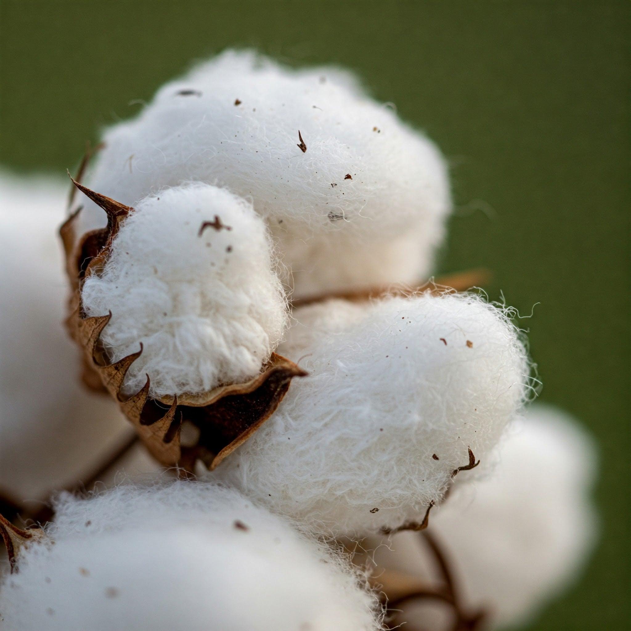 The Environmental Impact of Baby Product Manufacturing – Why Organic Cotton and Eco-Friendly Materials Matter for Your Baby - Marmalade Lion