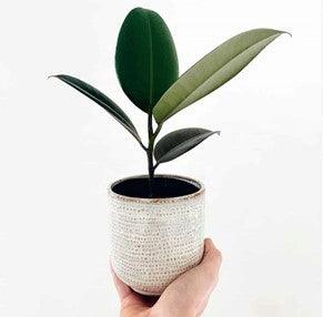 Let’s get fresh – Top 10 indoor plants for kid's bedrooms